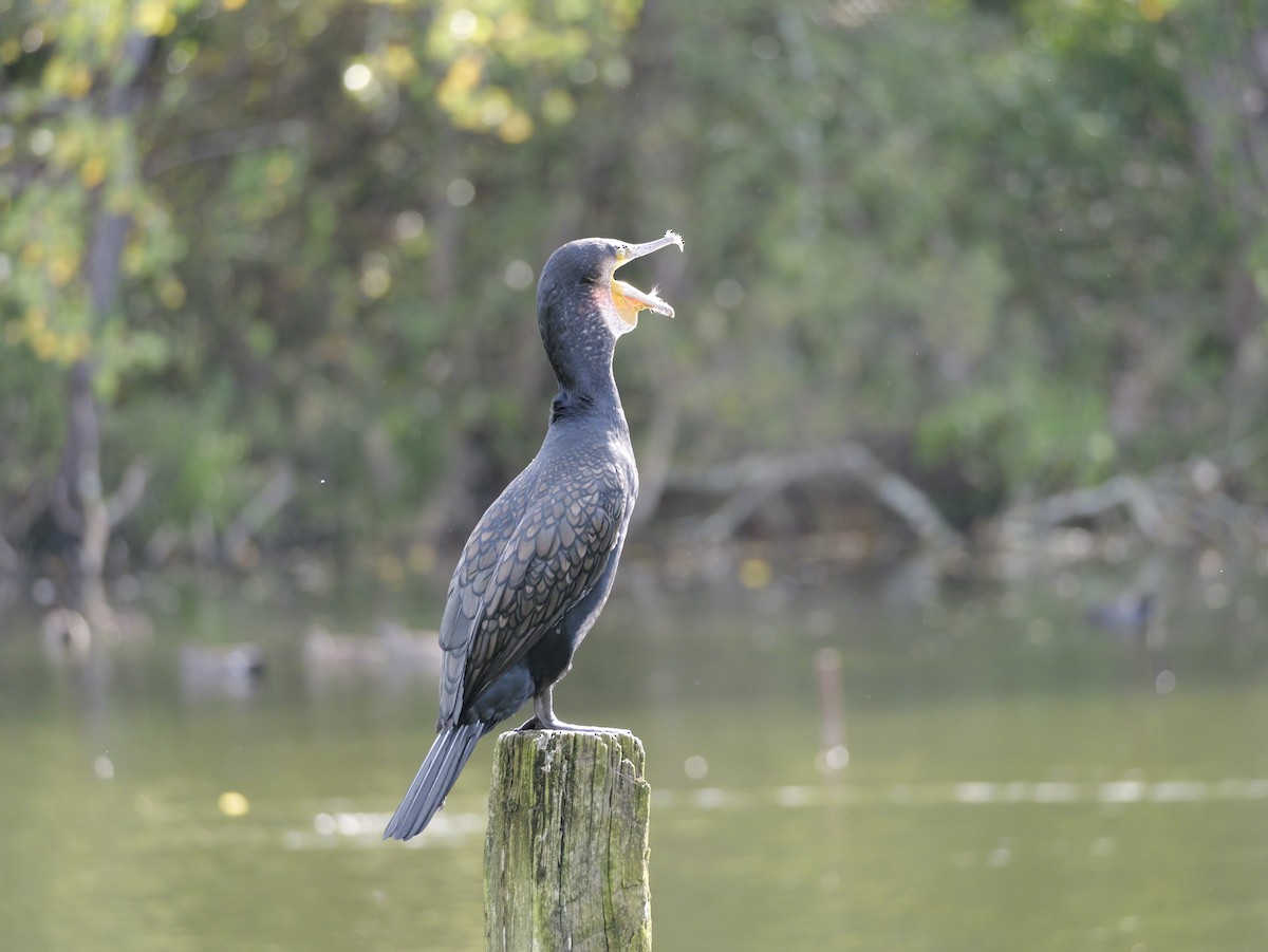 Great Cormorant - ML644655317