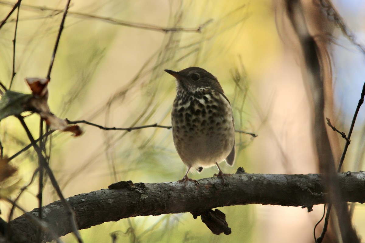 Hermit Thrush - ML644655318