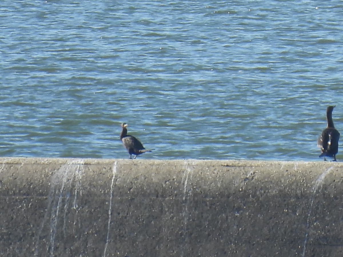 Neotropic Cormorant - ML644655319