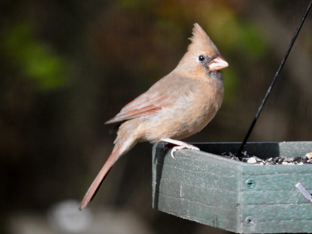 Northern Cardinal - ML644655324