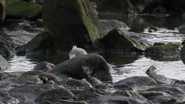 Sanderling - ML644655325