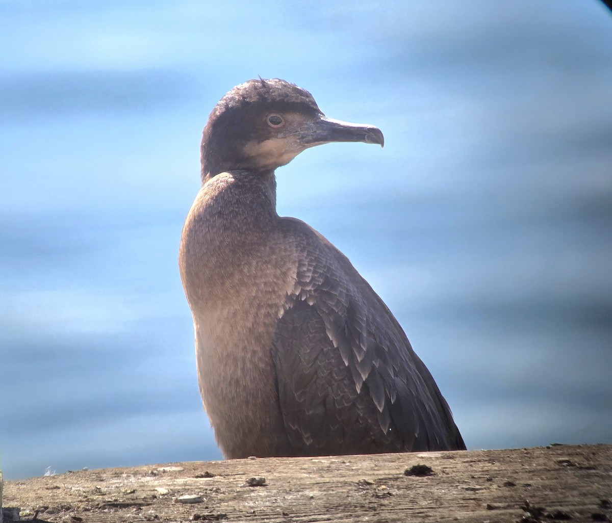 Brandt's Cormorant - ML644655326