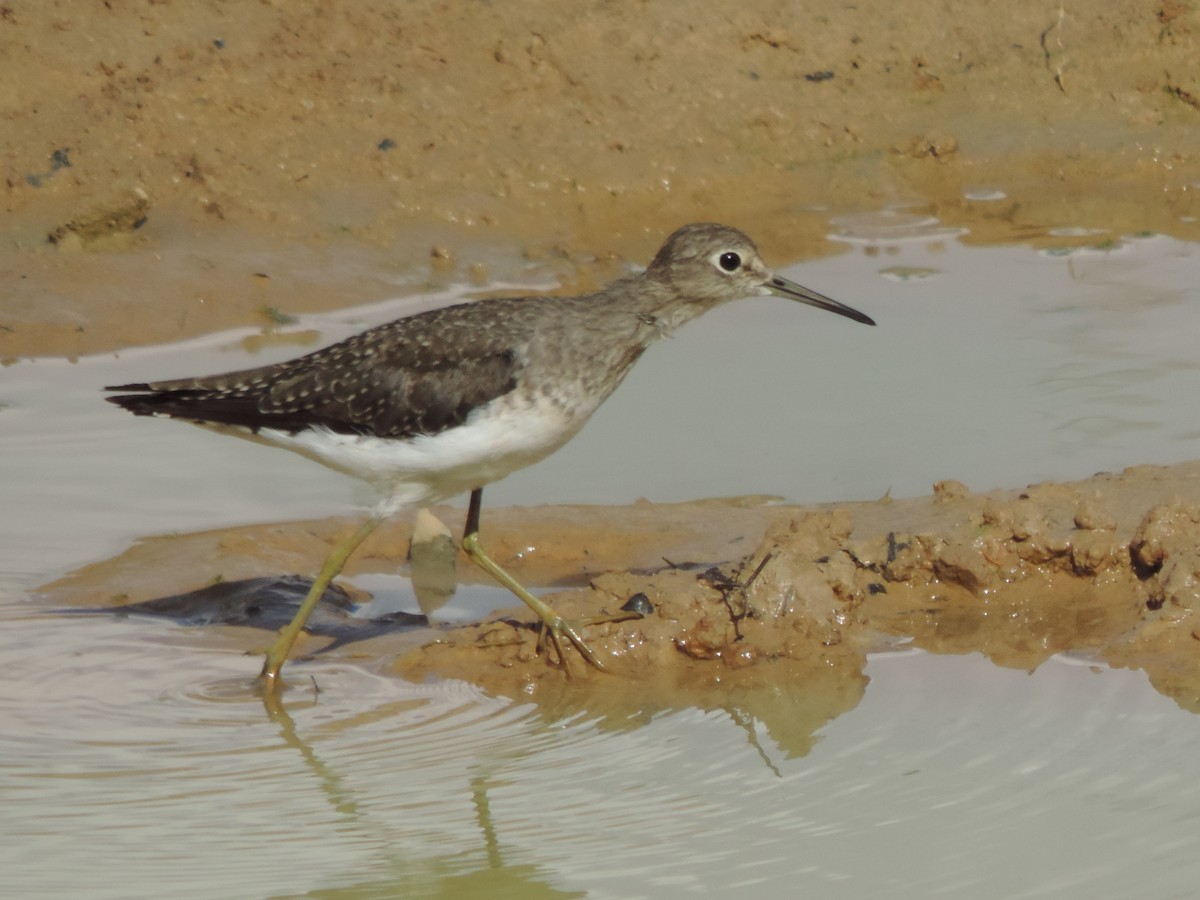 Solitary Sandpiper - ML644655327