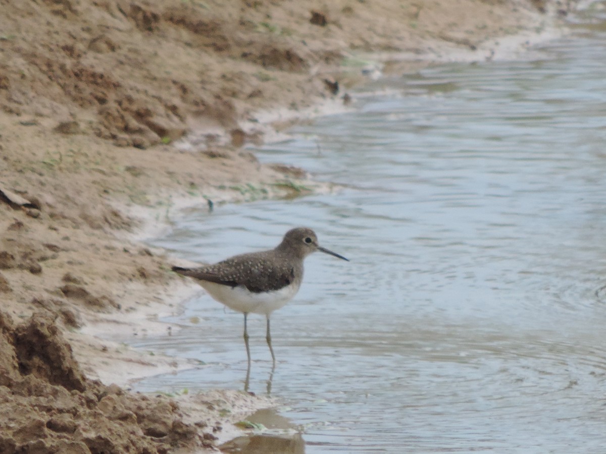 Solitary Sandpiper - ML644655328