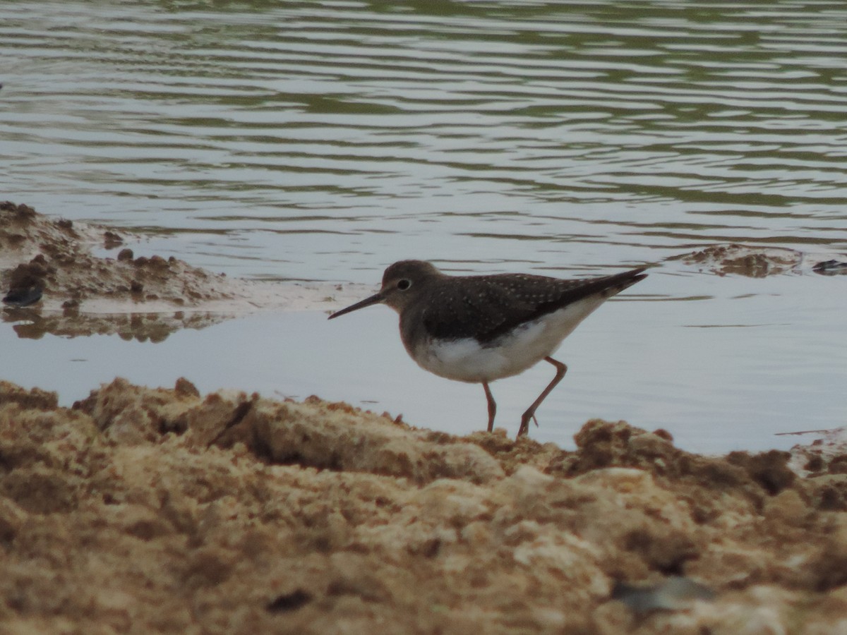 Solitary Sandpiper - ML644655329