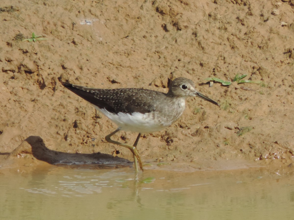 Solitary Sandpiper - ML644655330