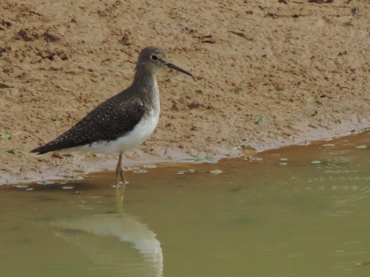 Solitary Sandpiper - ML644655331