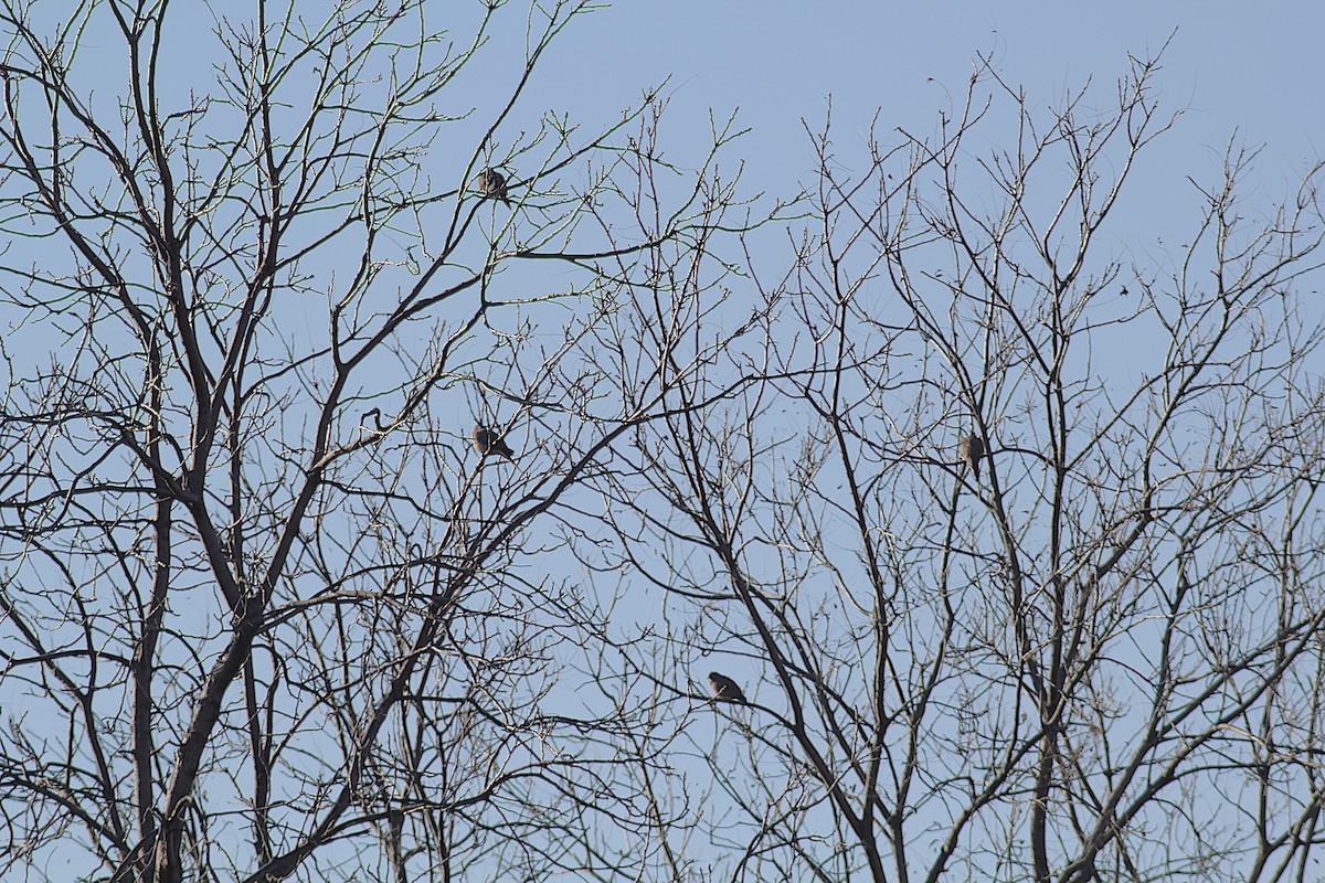 Mourning Dove - ML644655332