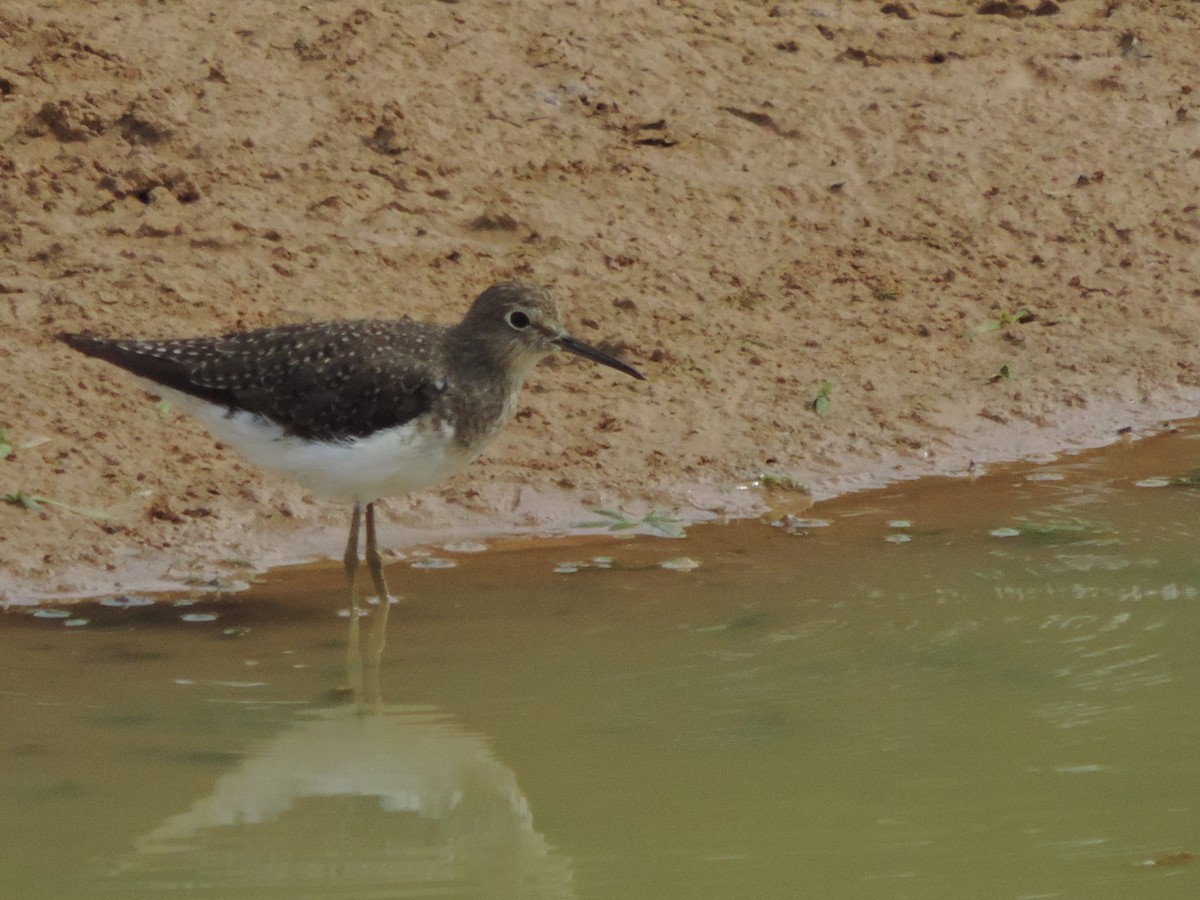 Solitary Sandpiper - ML644655333