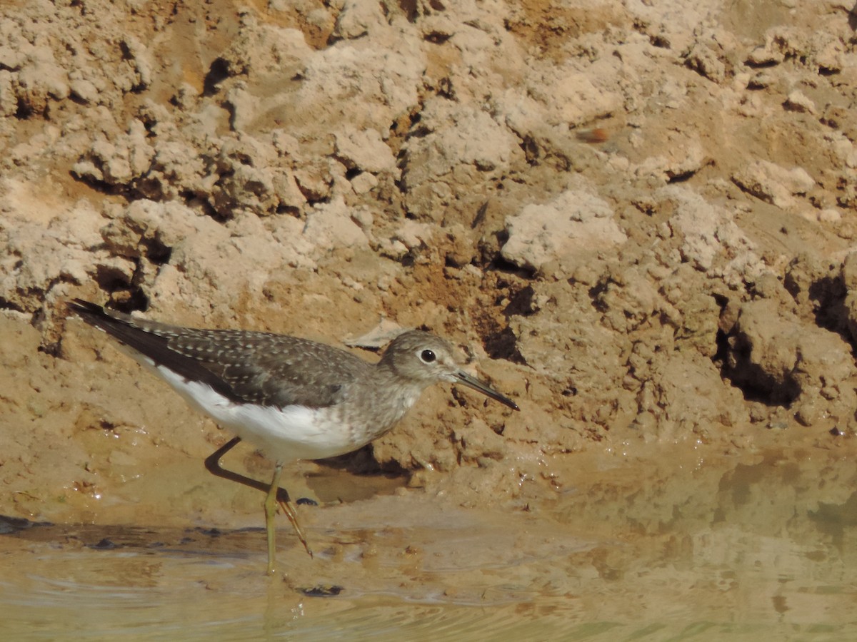 Solitary Sandpiper - ML644655334