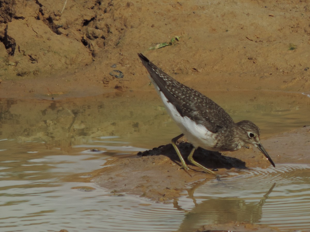 Solitary Sandpiper - ML644655335