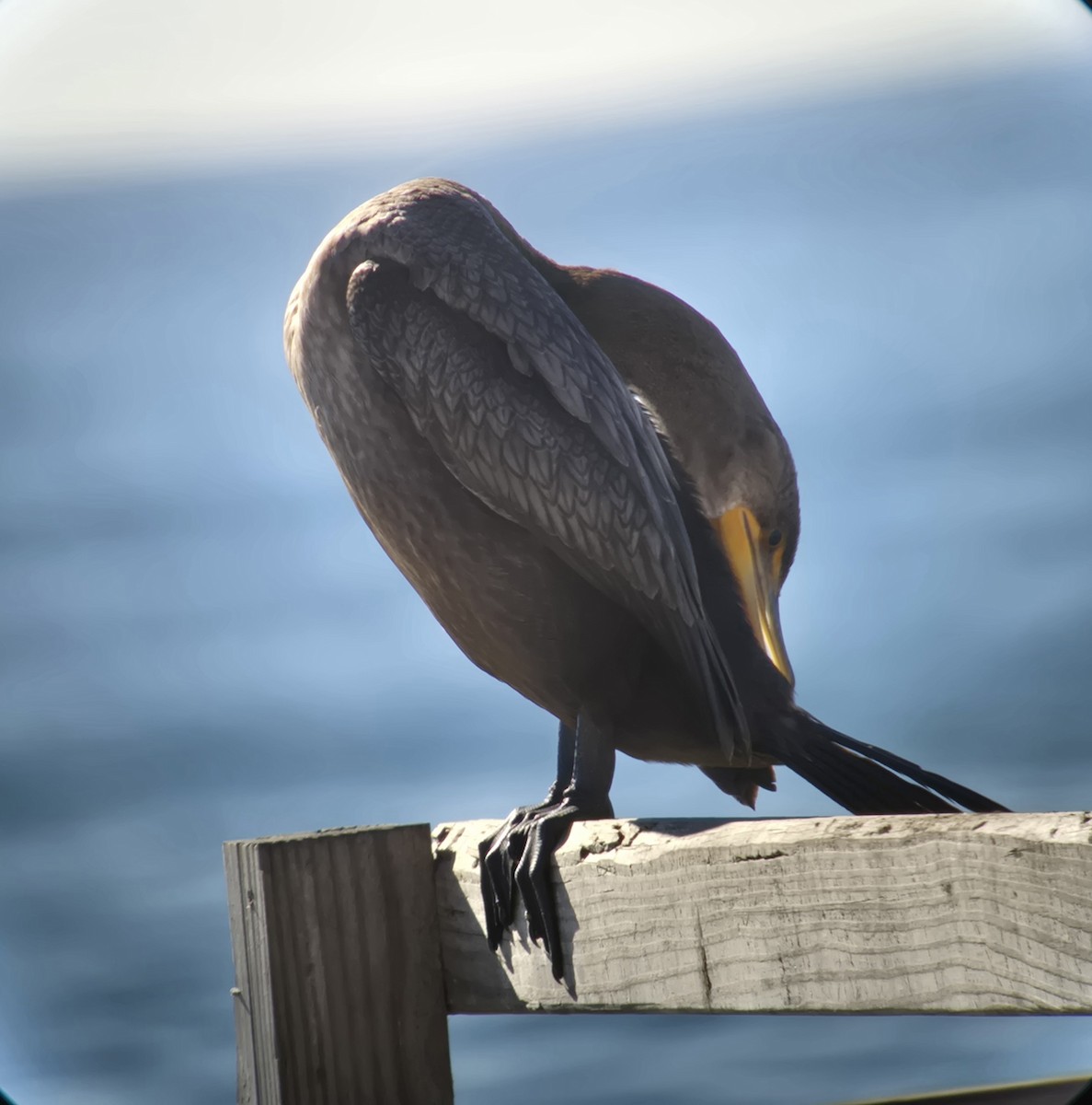 Cormoran à aigrettes - ML644655343