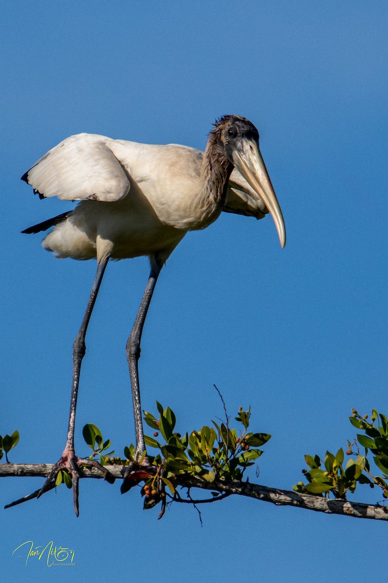 amerikastork - ML644655344