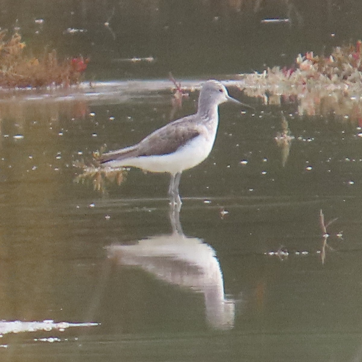 Common Greenshank - ML644655345