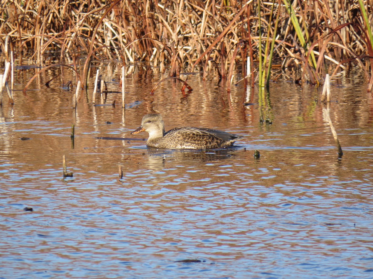 Серая утка - ML644655362
