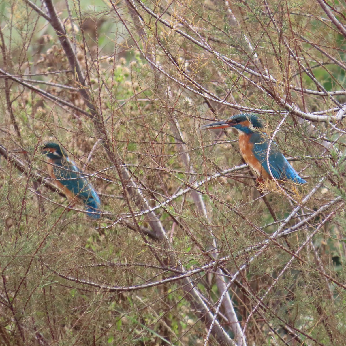 Common Kingfisher - ML644655367