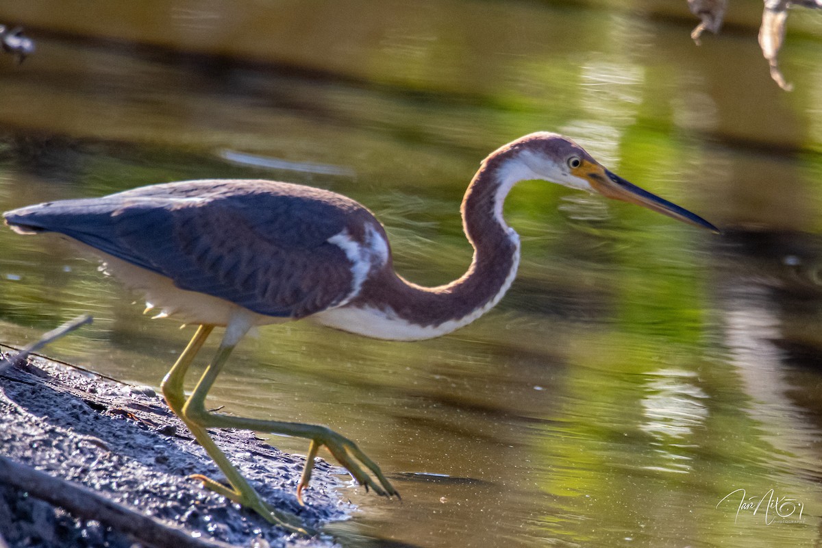 prakthegre - ML644655373