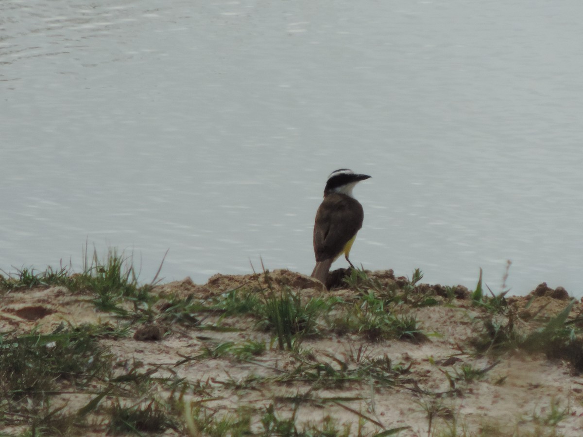 Büyük Kiskadi Tiranı - ML644655374