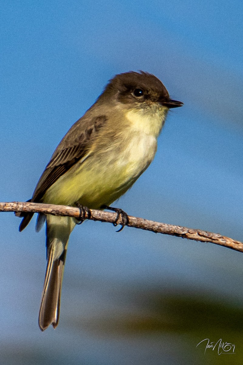 gråfibi - ML644655384