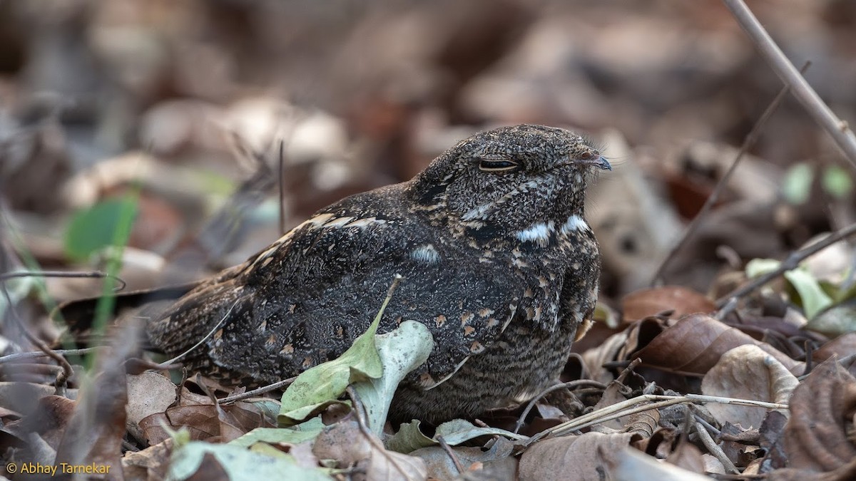 シロアゴヨタカ - ML644655390