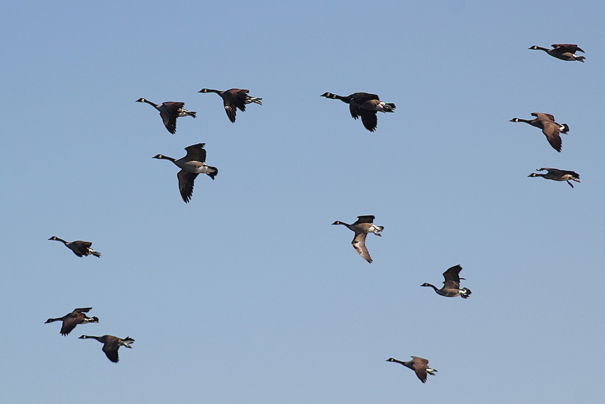 Kanadagans - ML644655391