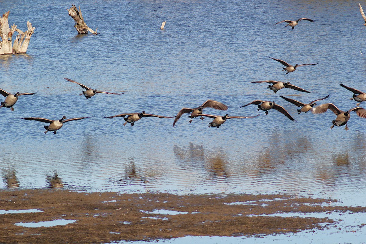 Kanadagans - ML644655393