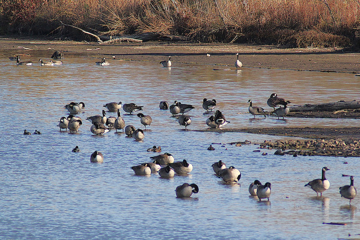 Kanadagans - ML644655394