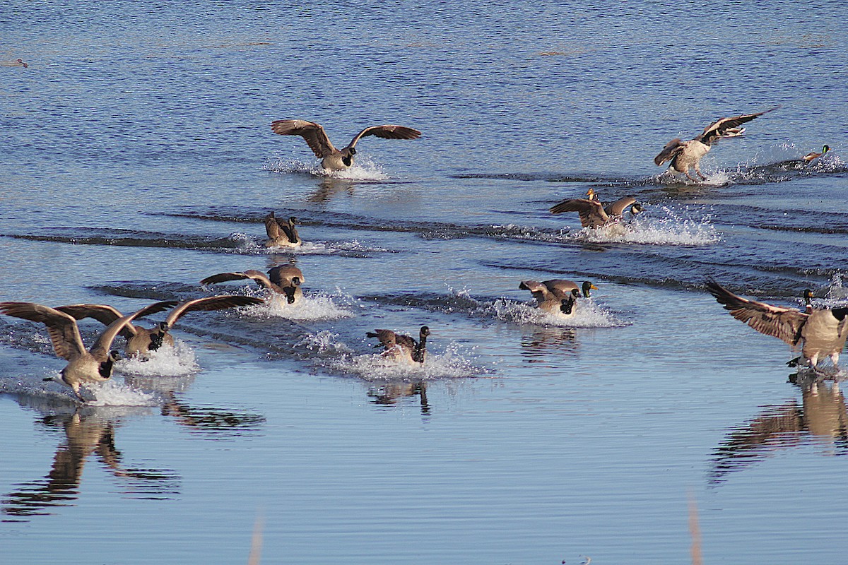 Kanadagans - ML644655395