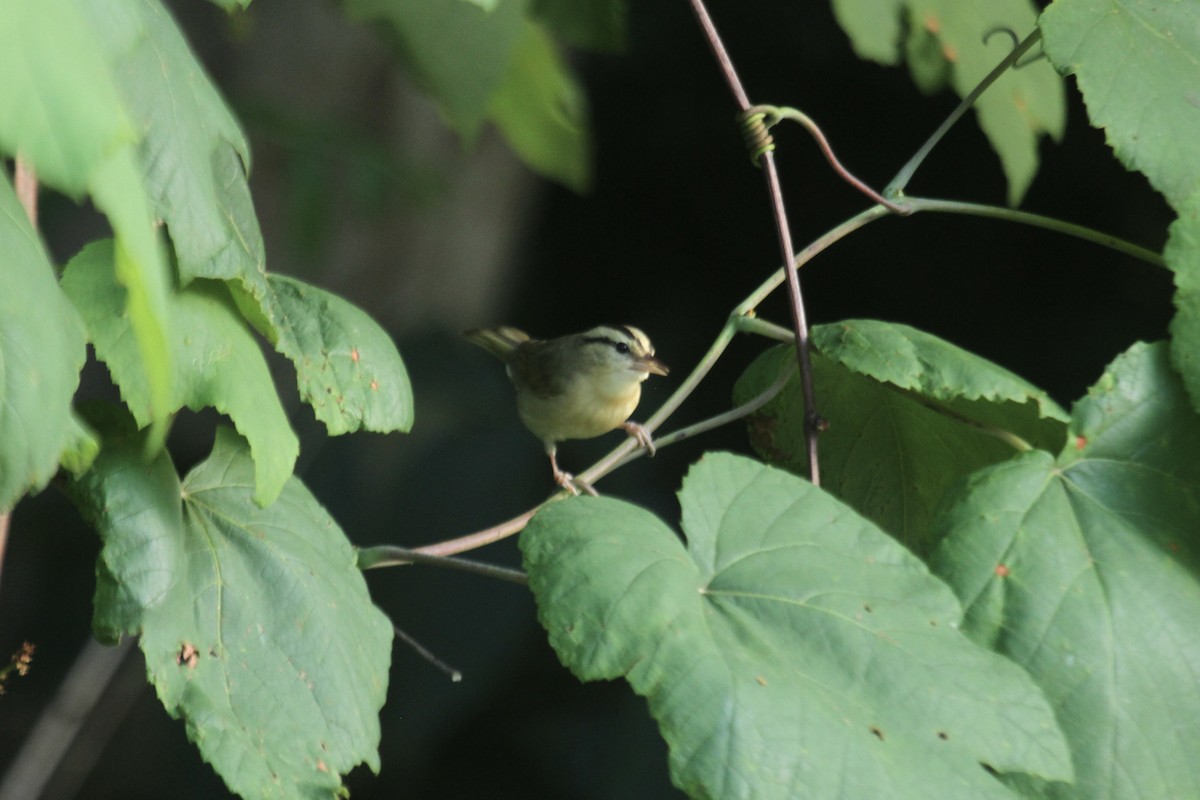 Worm-eating Warbler - ML644655399