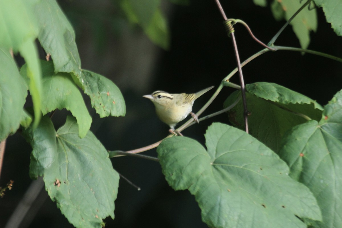 Worm-eating Warbler - ML644655400