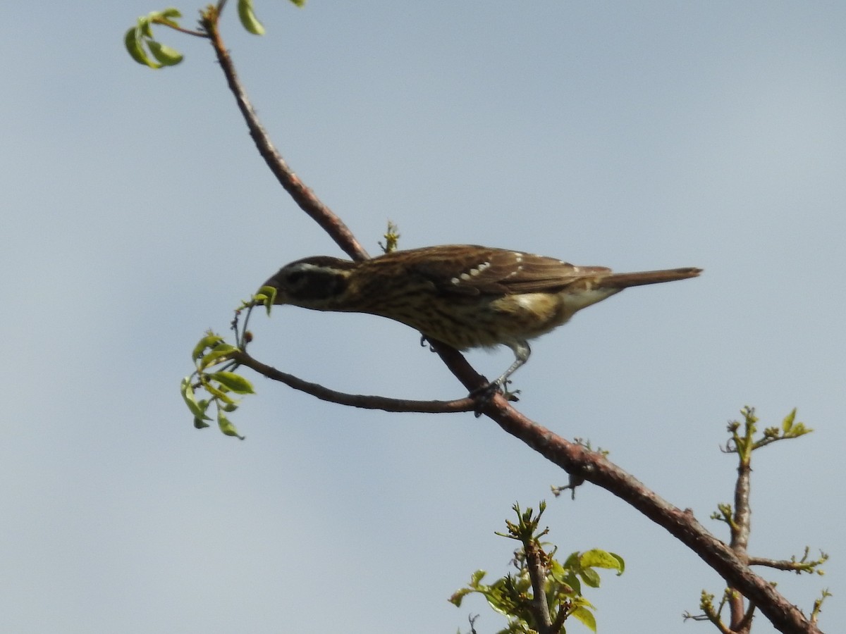 Rose-breasted Grosbeak - ML644655403