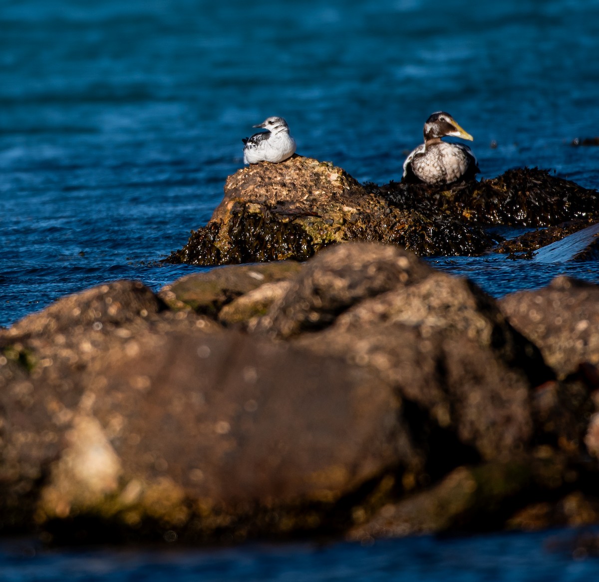 Black Guillemot - ML644655407