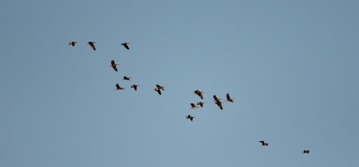 Black-bellied Whistling-Duck - ML644655408