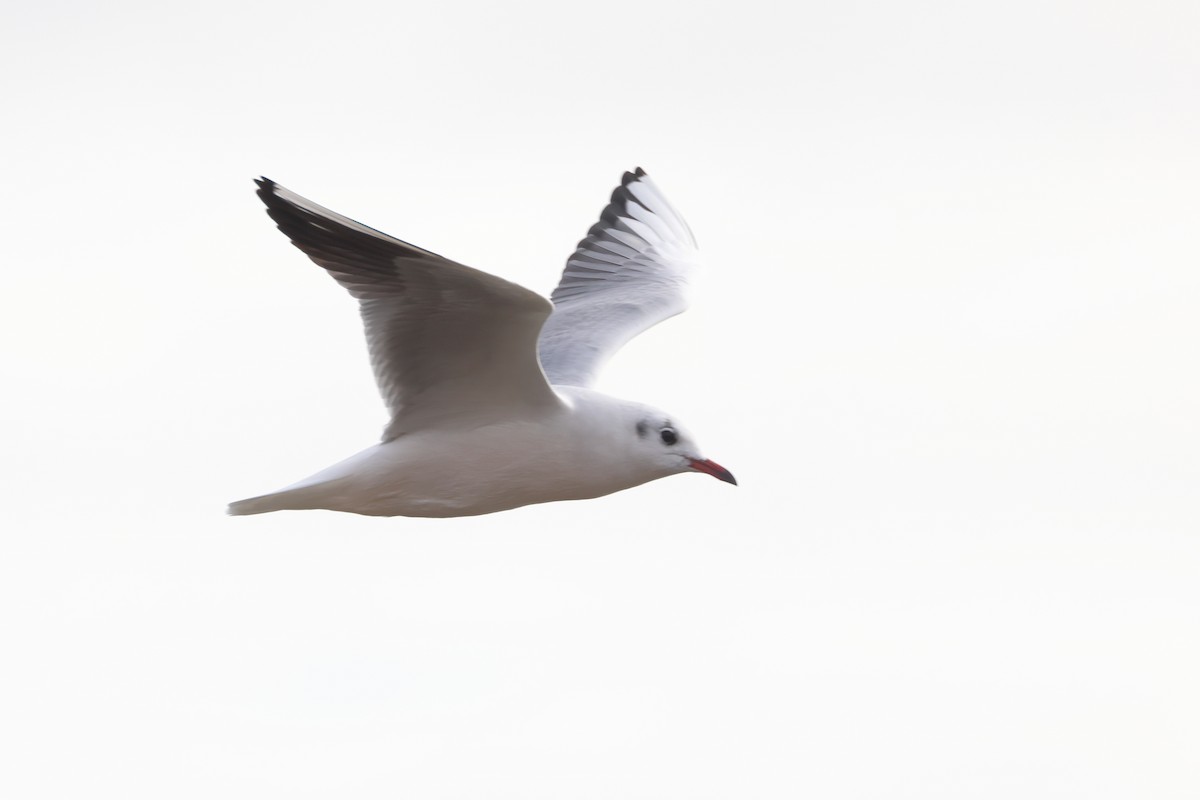 Black-headed Gull - ML644655414