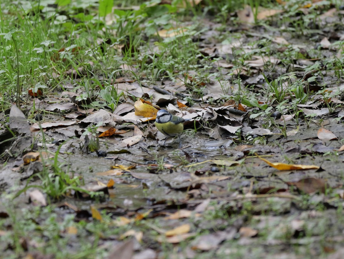 Eurasian Blue Tit - ML644655417