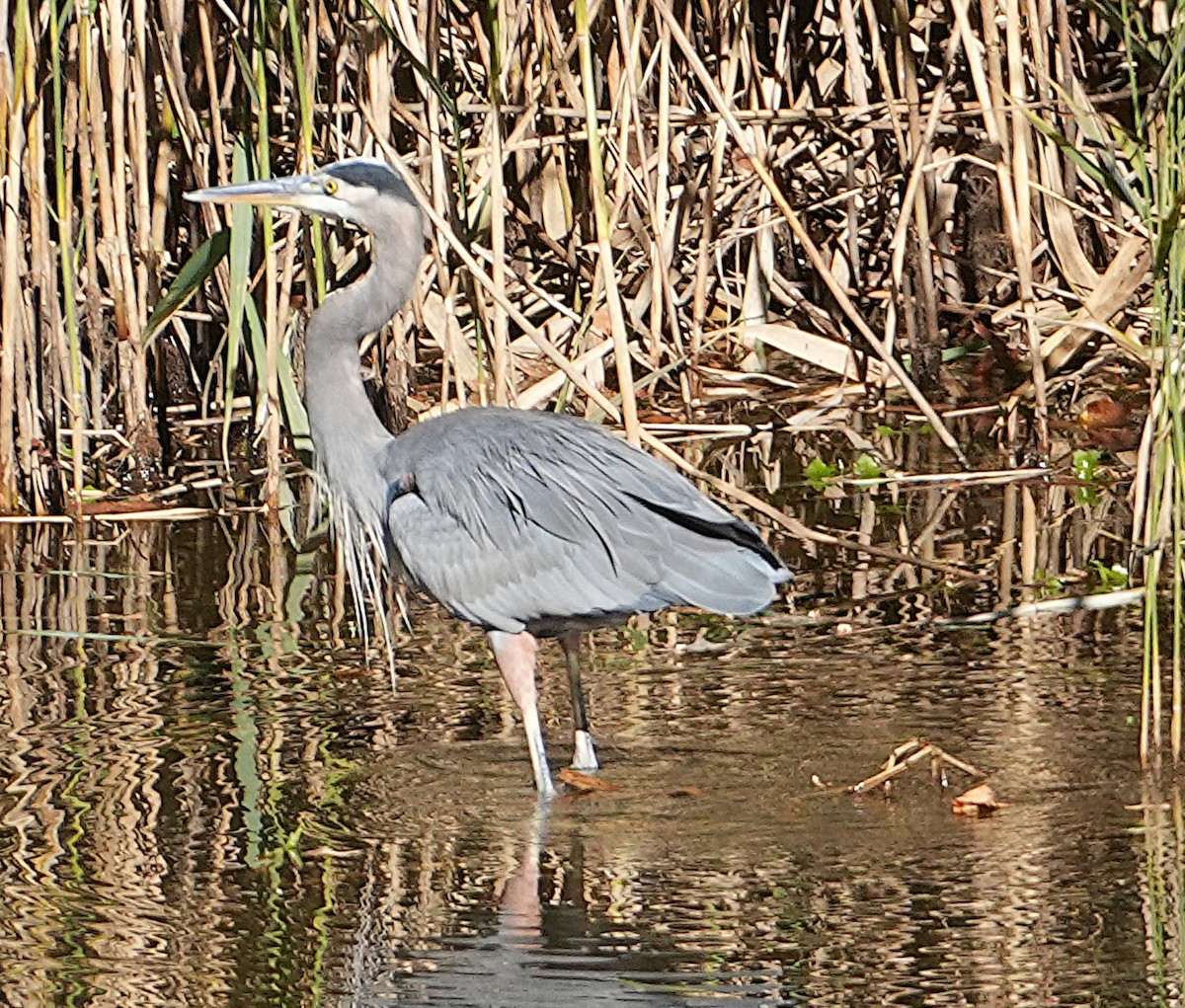Great Blue Heron - ML644655421