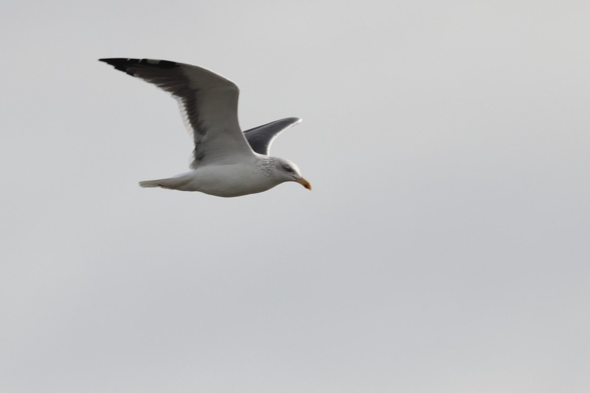 Yellow-legged/Lesser Black-backed Gull - ML644655423