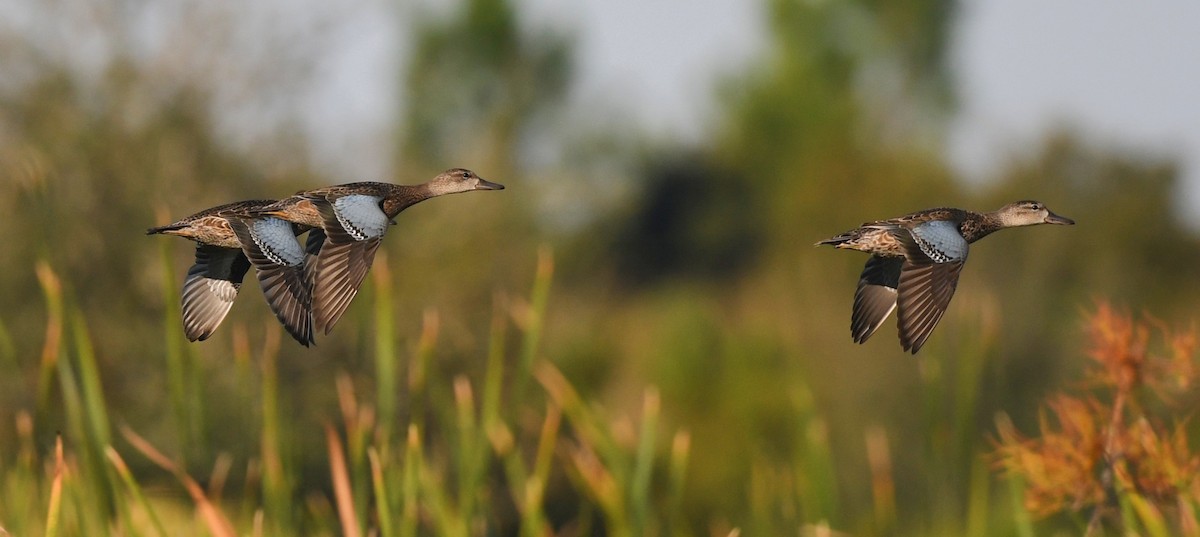 Blue-winged Teal - ML644655435