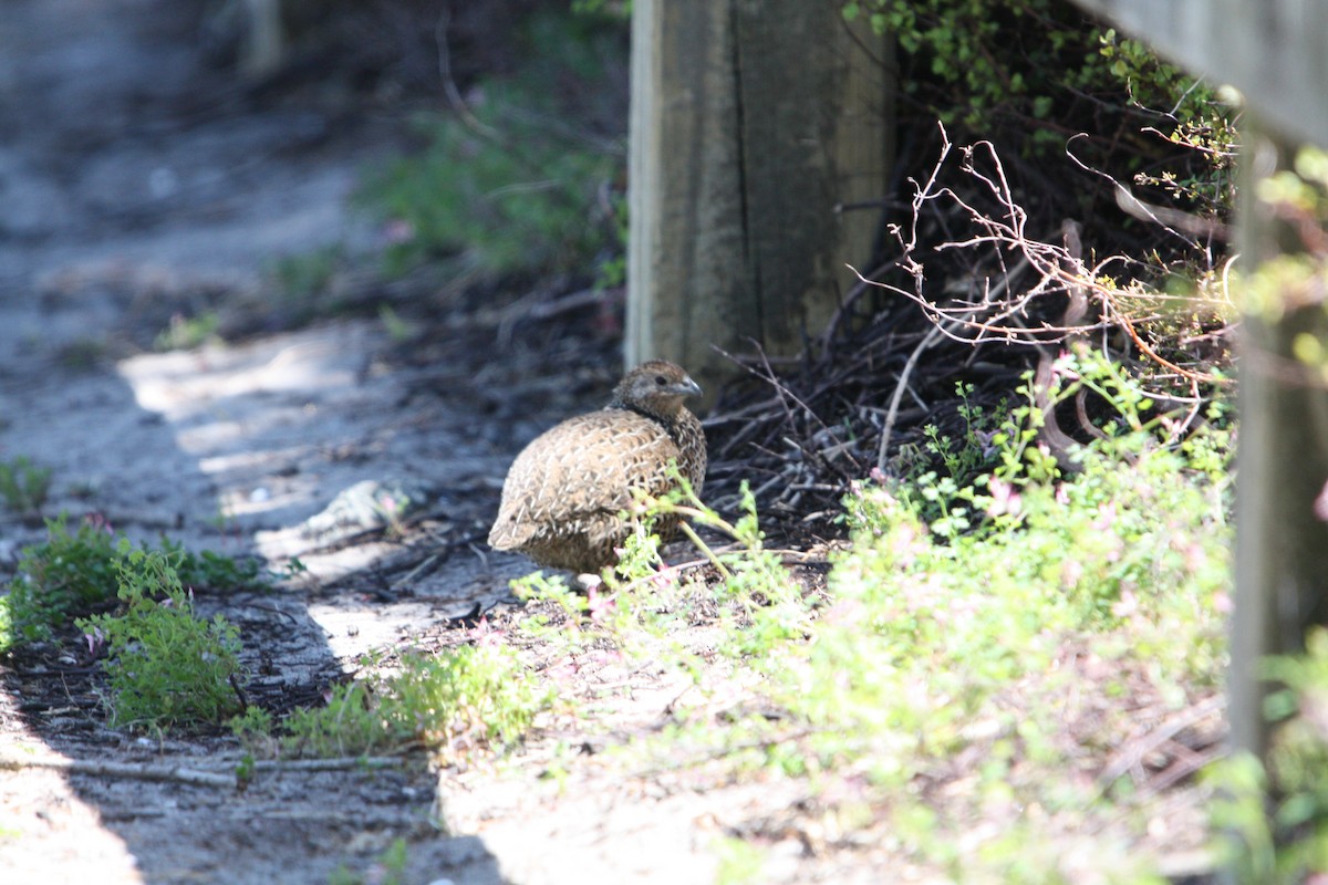 ヌマウズラ - ML644655437