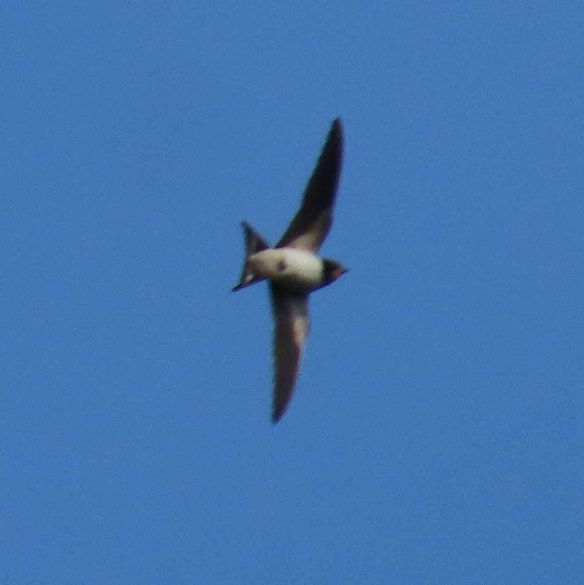 Ластівка сільська - ML644655443