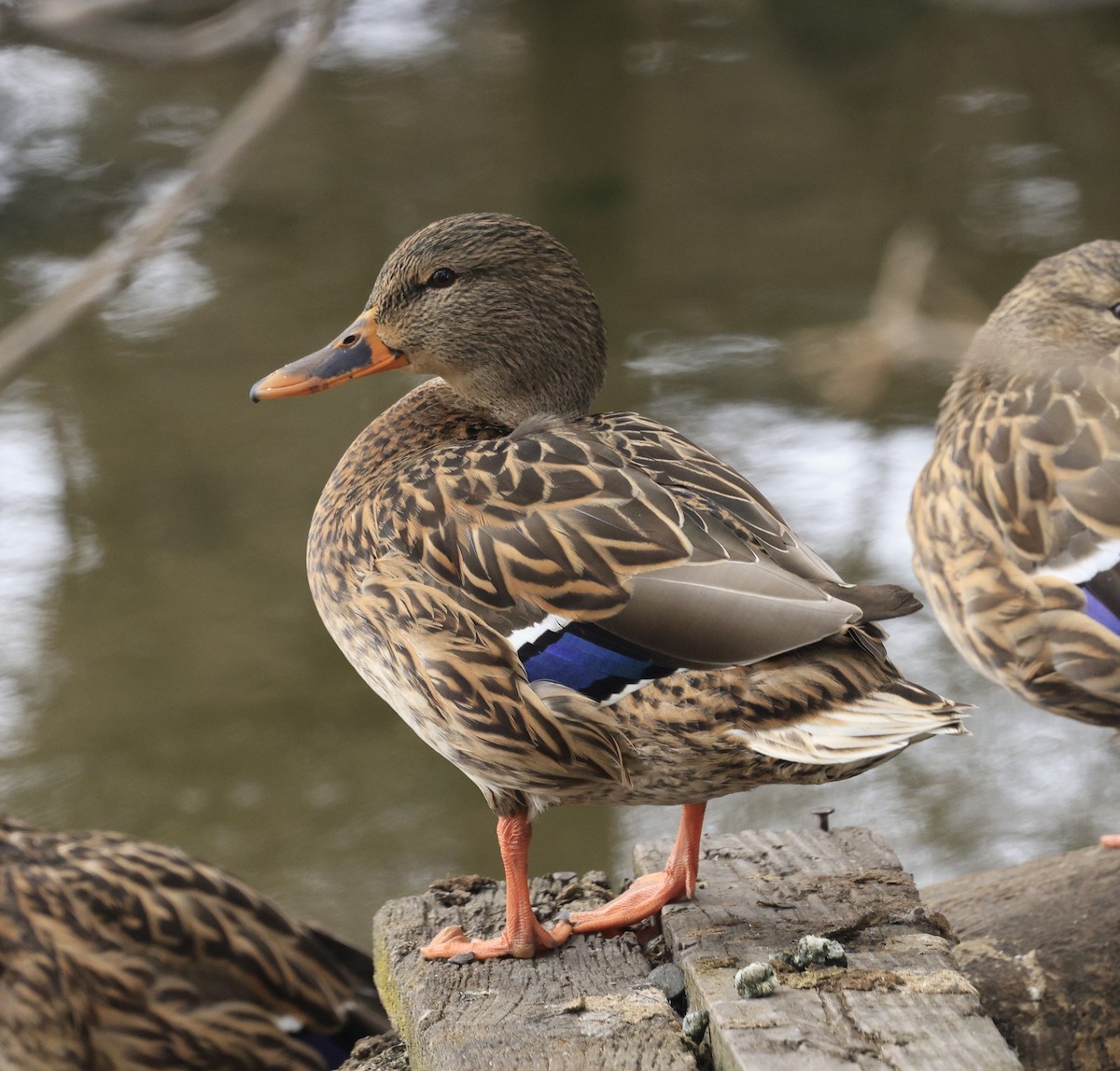 Зэрлэг нугас - ML644655445