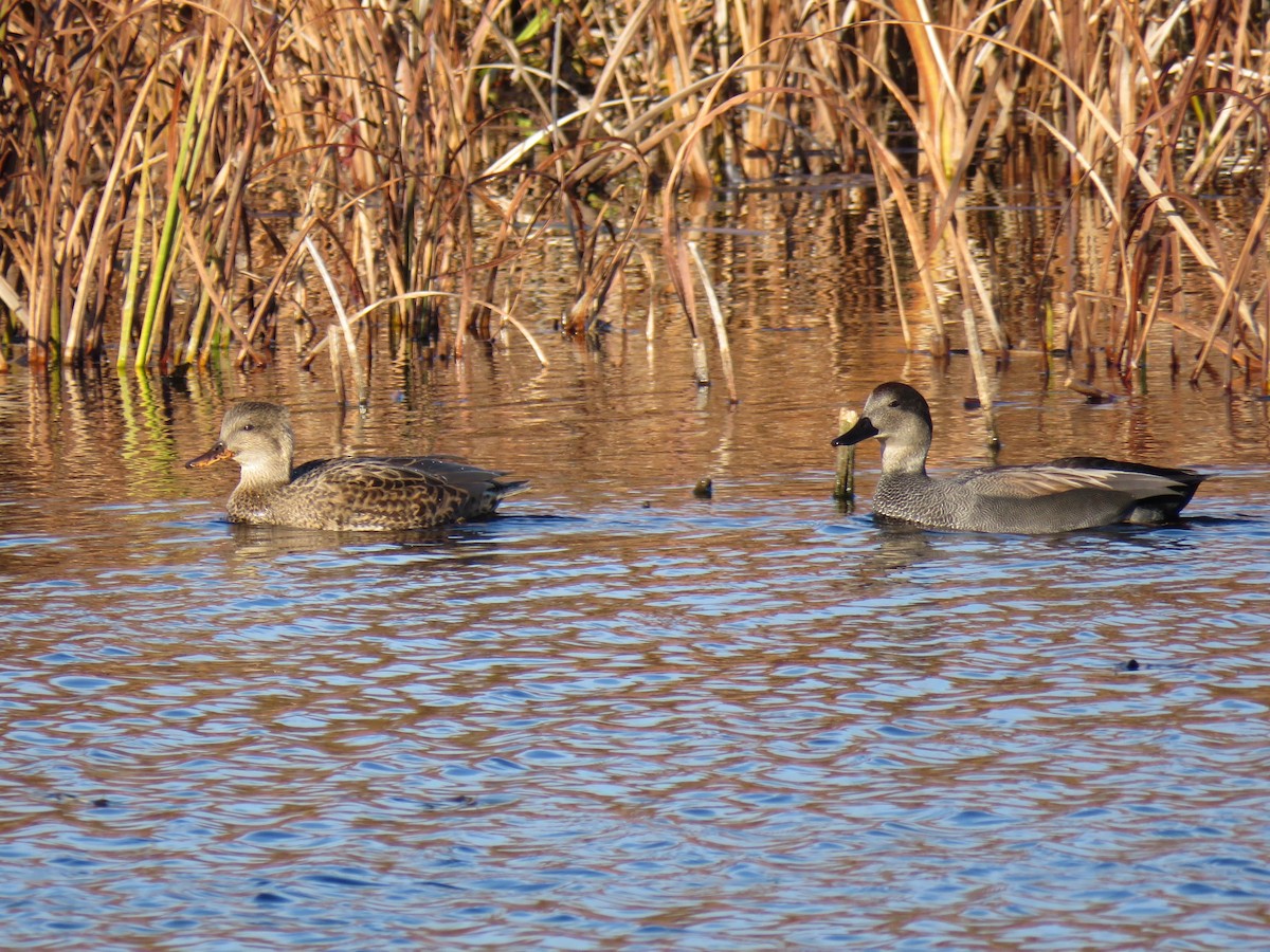 Серая утка - ML644655446