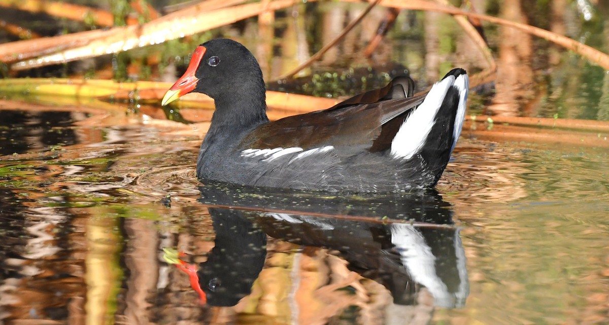 Common Gallinule - ML644655447