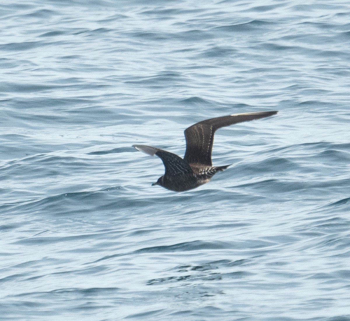 Págalo Rabero - ML644655455