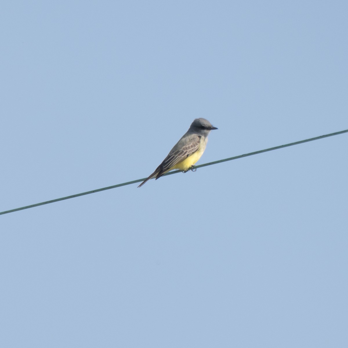Cassin's Kingbird - ML644655462