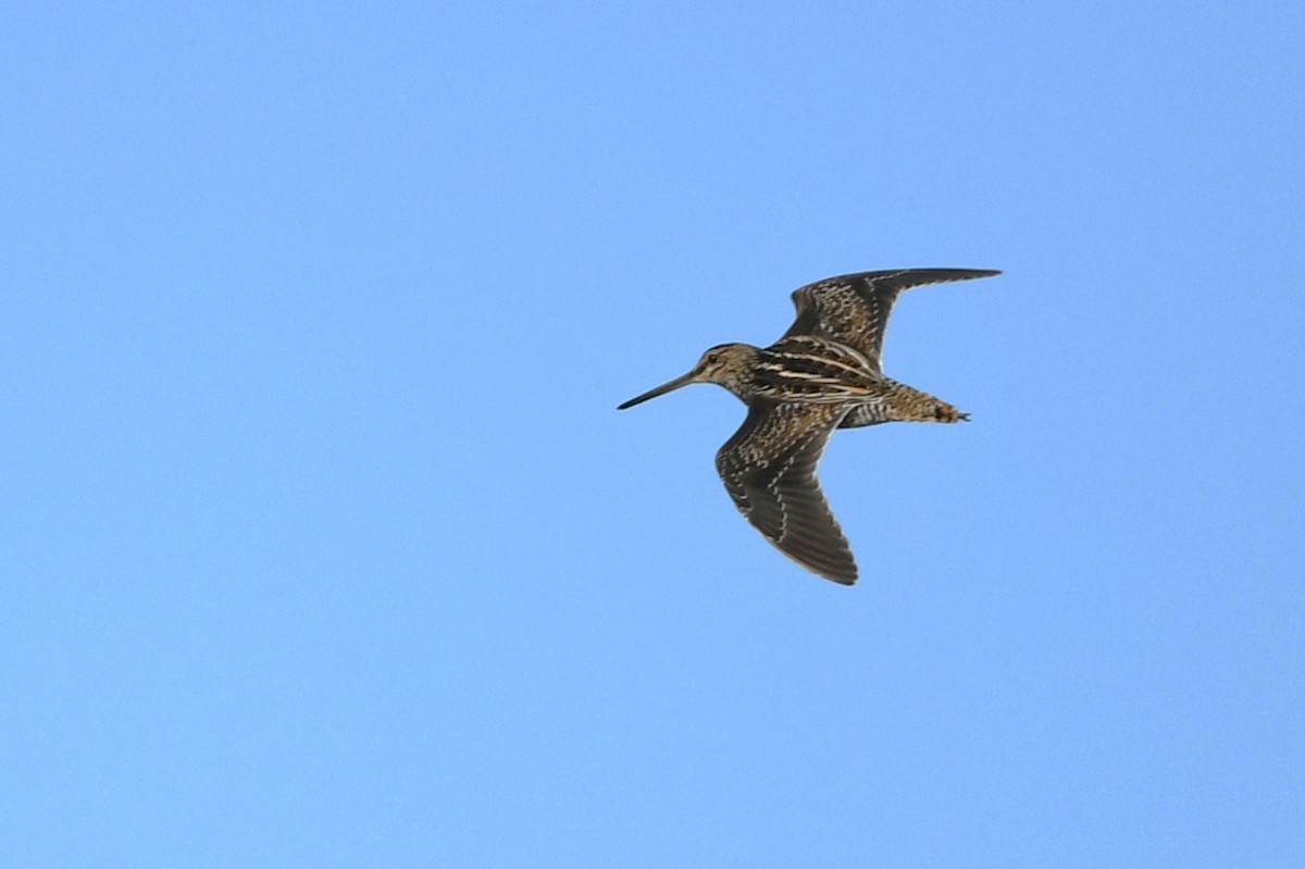 Wilson's Snipe - ML644655463
