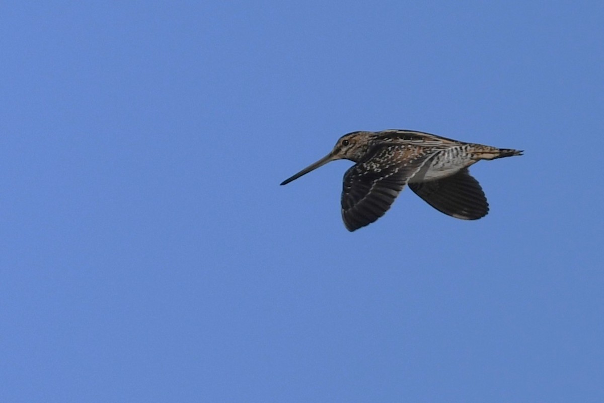 Wilson's Snipe - ML644655464