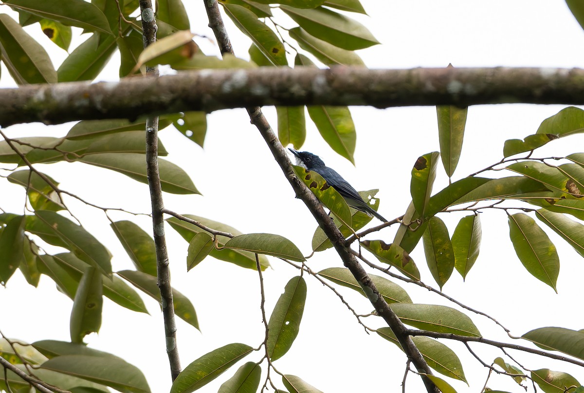 Drab Whistler (Halmahera) - ML644655465