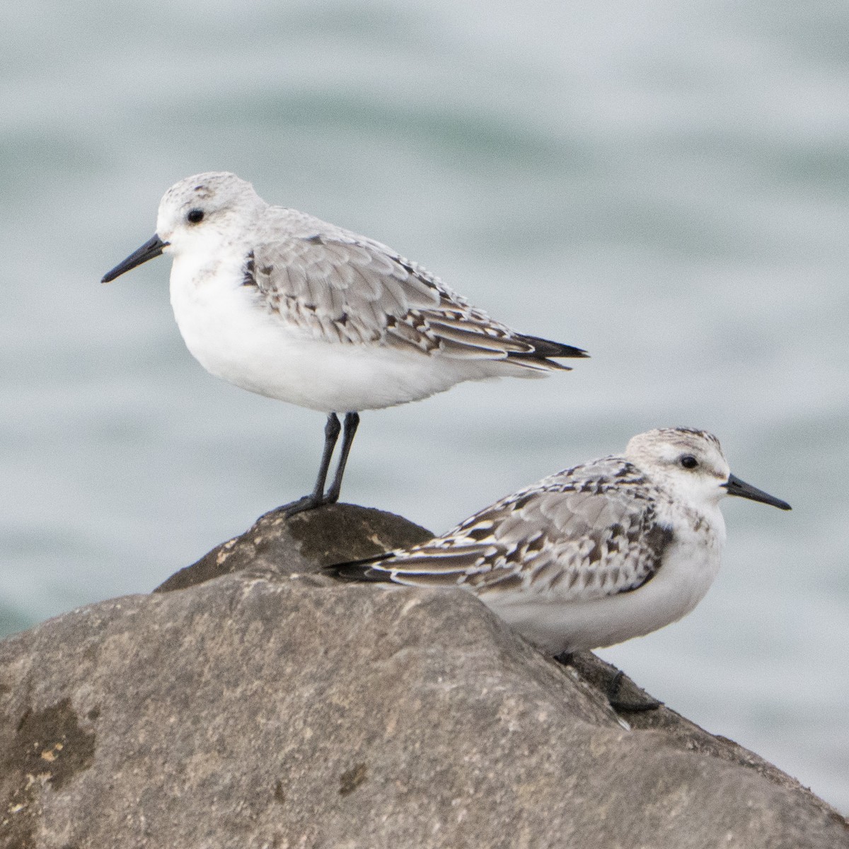 Txirri zuria - ML644655466