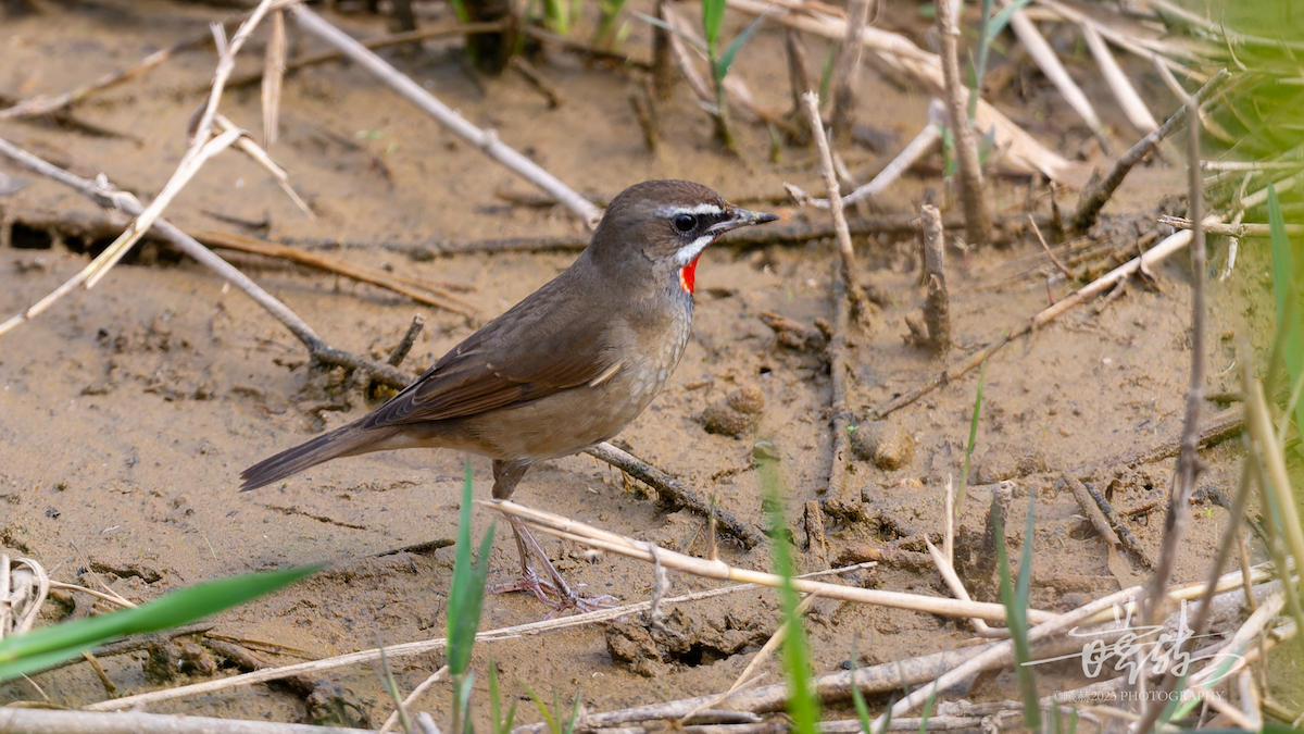 Siberian Rubythroat - ML644655467